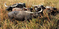 Wild Life