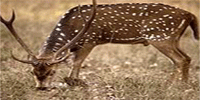 Wild Life