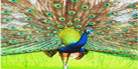 Wild Life