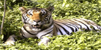 Wild Life