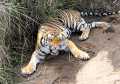 Achanakmar Wildlife