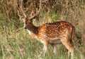 Chhattisgarh Dear