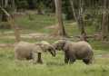 Elephents