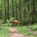 Udyanti Wildlife