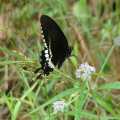 Udyanti Wildlife