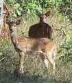 Udyanti Wildlife