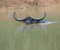 Udyanti Wildlife