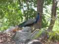 Udyanti Wildlife