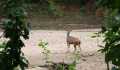 Udyanti Wildlife