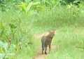 Udyanti Wildlife