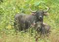 Udyanti Wildlife