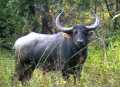 Udyanti Wildlife