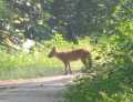 Udyanti Wildlife