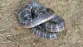 Udyanti Wildlife