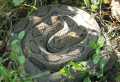 Udyanti Wildlife