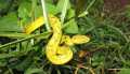 Udyanti Wildlife