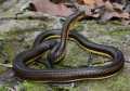 Udyanti Wildlife