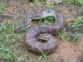 Udyanti Wildlife