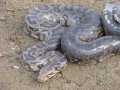 Udyanti Wildlife