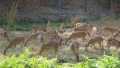Udyanti Wildlife