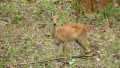 Udyanti Wildlife