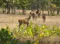 Udyanti Wildlife